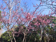 -上海吴淞炮台湾国家湿地公园