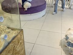 -怪兽屋·羊驼·猫咖·狗咖(俊华广场店)