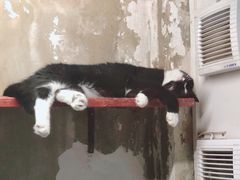 -猫咪博物馆(顶澳仔猫街店)