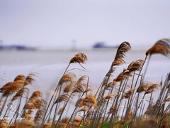 -上海吴淞炮台湾国家湿地公园