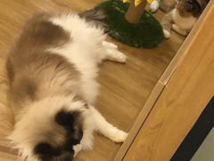 -滚猫咖啡·猫咖·猫友好撸猫(未来城店)