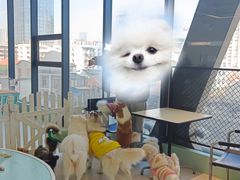 -怪兽屋·羊驼·猫咖·狗咖(俊华广场店)