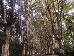 -灵谷景区