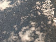 -鲁镇