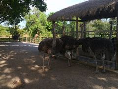 -苏州太湖西山岛开心农场