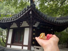 -上海佘山国家森林公园西佘山园