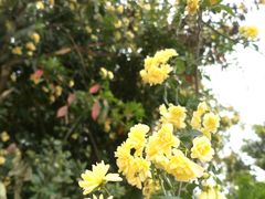 -三圣花乡旅游区