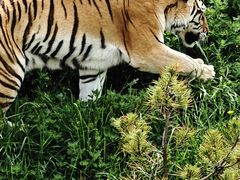 -青藏高原野生动物园