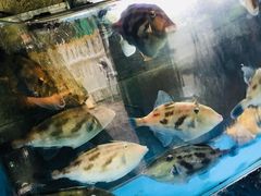 -桂马·日本料理·海胆·海鲜饭·酒场(民主广场店)