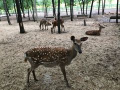 -大连铭湖国际观光牧场