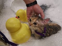 -PETKIT小佩宠物(古北店)