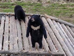 -黑瞎子岛探秘野熊园