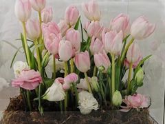 -Gigi Florist·Dk Coffee