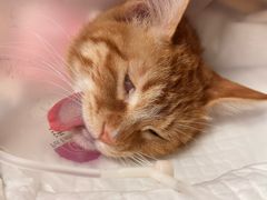 -北京观赏动物医院·24小时大型综合·猫专科·异宠专科