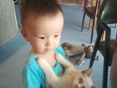 猫猫-猫色咖啡·猫咖