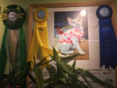 -猫十亿·布偶金渐层·曼基康矮脚猫舍(青年路店)