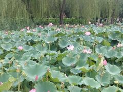 -莲花池公园
