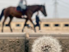 -北京群众马术培训基地