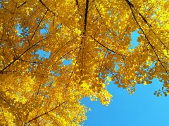 -长白岛森林公园