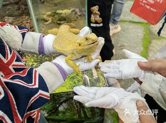 第二次去萌宠王国了，和两年前相比，香猪，羊驼
