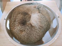 -飞行喵MR PILOT|猫舍·猫咖(静安大融城店)
