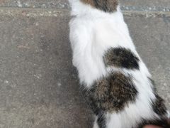 -梵猫·轻客栈(大理古城北门店)
