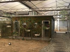 厕所-桉树林A coffee 森林餐厅(三圣乡店)