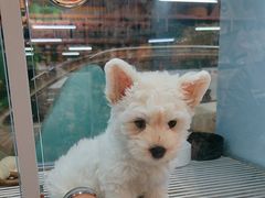 -FAELING PETS美天灵宠物(合生汇店)