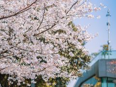-西湖风景区-江洋畈生态公园