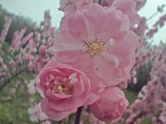 -群力丁香公园