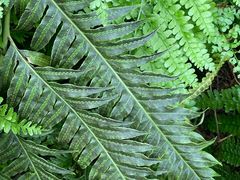 -国家植物园南园