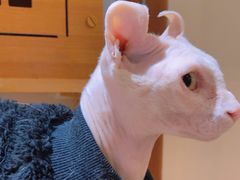 -有猫主题·治愈系猫咖(曾厝垵店)