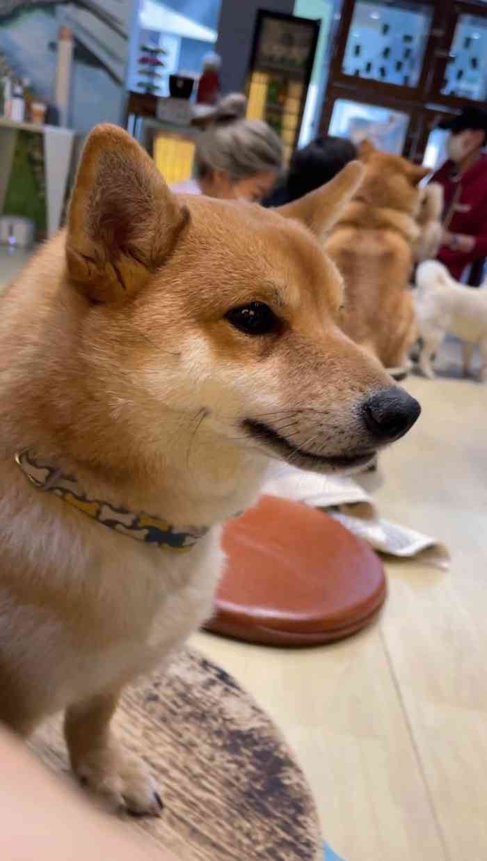 豆柴院子柴犬主题咖啡馆(三里屯旗舰店"和地图导航显示的位置偏差有