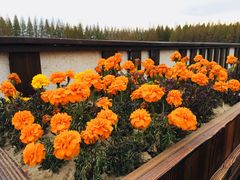 -黄海国家森林公园