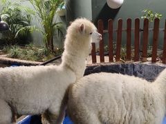 -上海大自然野生昆虫馆(东方明珠·爬宠昆虫探索中心)