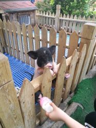 -萌宠亲子动物乐园(槐房万达店)