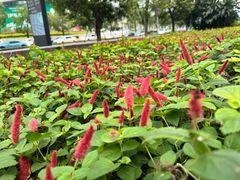 -深圳人才公园