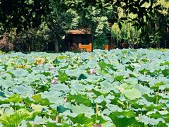 -星巴克(杭州北山路店)