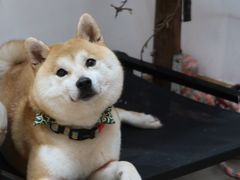 -柴迷FANS CLUB·柴犬狗咖·猫咖
