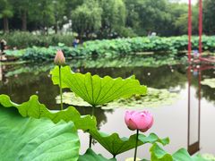 -陈家山荷花公园