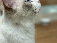 -楼上猫咖(罗湖店)