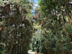 -黄埔油麻山森林公园