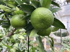 -前小桔亲子创意农场·草莓采摘·露营烧烤