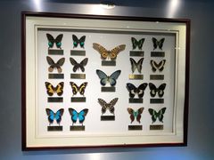 -上海昆虫博物馆