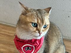 -猫小主咖啡·猫咖cat cafe(福田店)