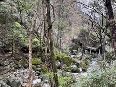 -牛背梁国家森林公园