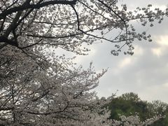 -西湖外事游船(花港观鱼码头)