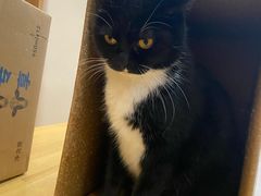 -是阿柴呀！柴犬咖啡·爱喵喵猫咖