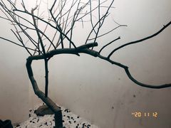 -喜茶(深圳海岸城店)