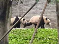 -都江堰中华大熊猫苑